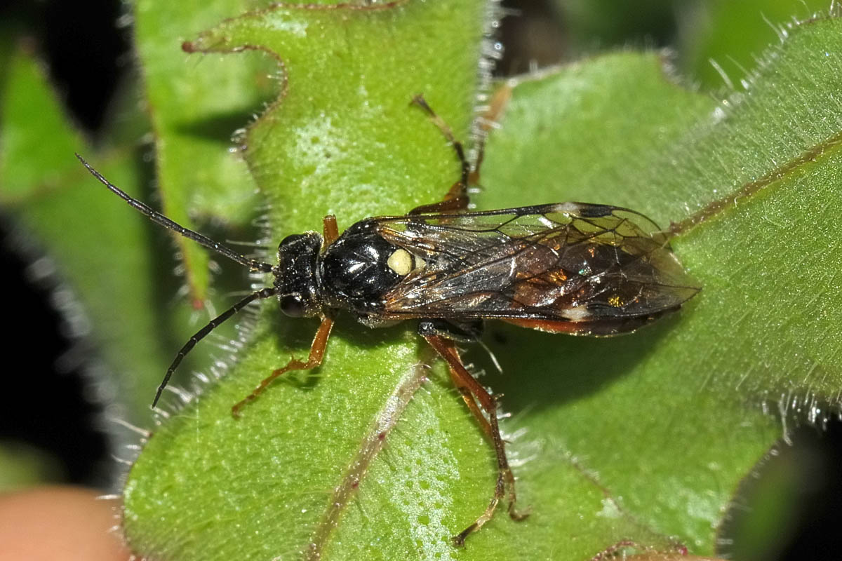 Tenthredinidae n 18 Tenthredopsis sp?